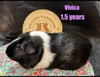 Rescue Short Haired Guinea Pigs for Adoption in Red Oak, Iowa - Vivica | PetCurious